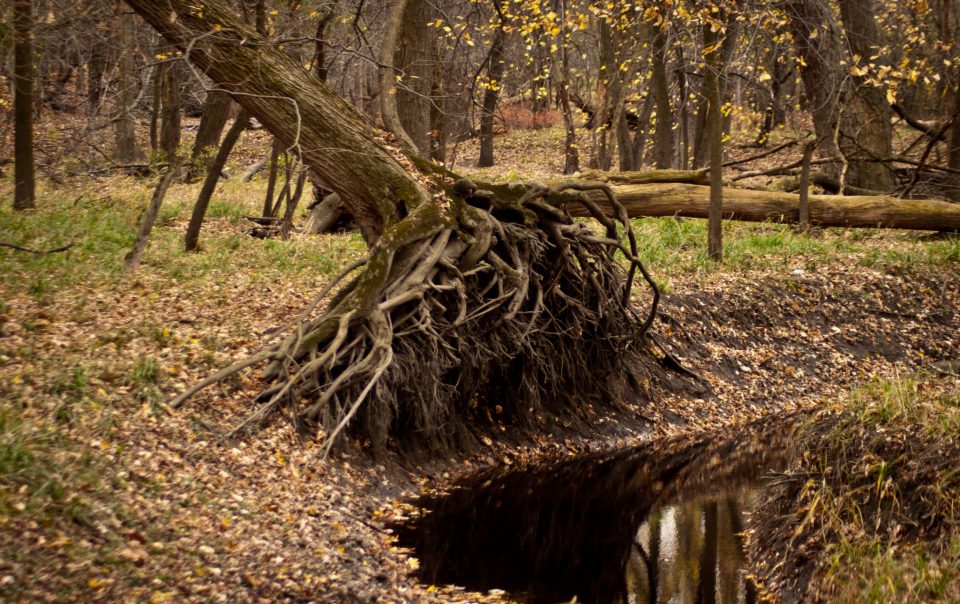 roots of the treet